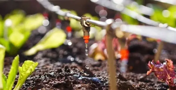 Drip-Irrigation