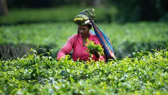 Assam Tea Capital