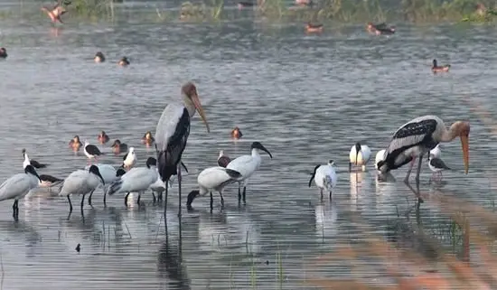 Sultanpur Bird Sanctuary