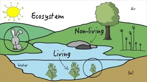 Ecosystem