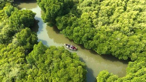 India's Hidden Mangrove Paradise