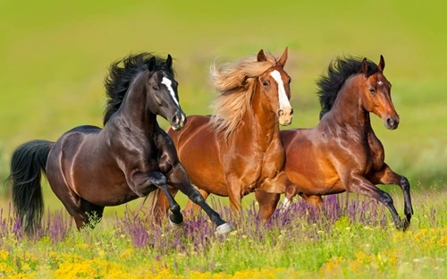 Horses