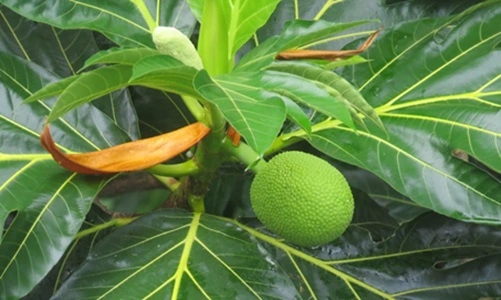 Nicobarese Breadfruit