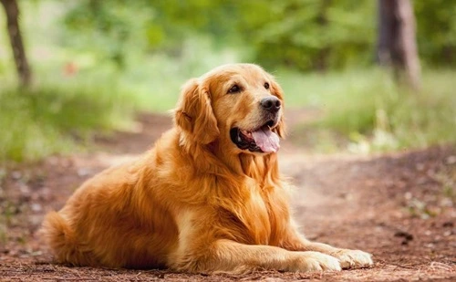 Golden Retrievers