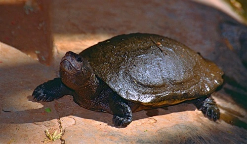 Madagascar Turtle