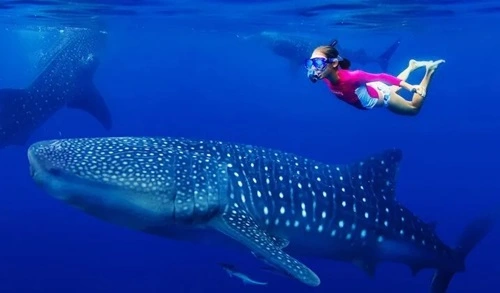 Whale Sharks