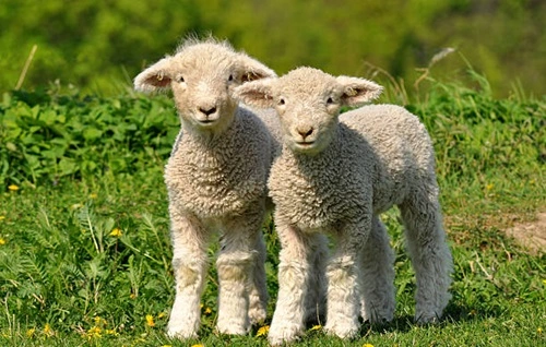 Lambs