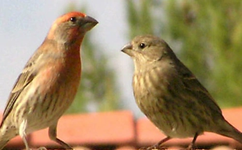 Sparrow and a Finch