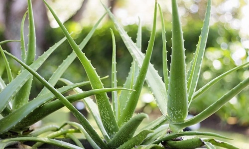 Aloe Vera
