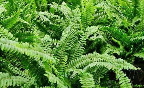 Boston Fern