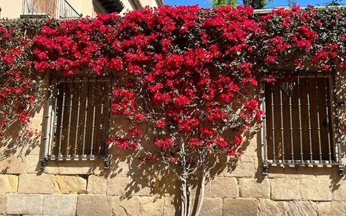 Bougainvillea