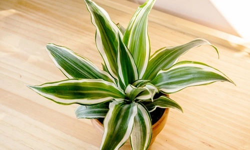 Dracaena