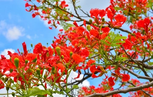 Gulmohar