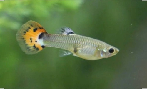 Guppies