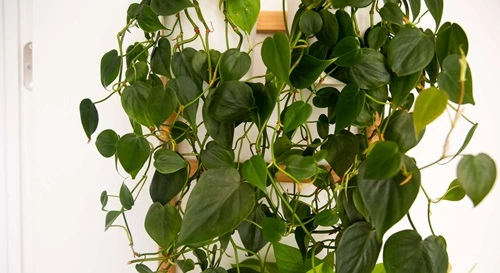 Heartleaf Philodendron