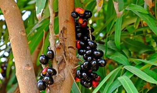 Jamun Tree