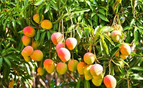 Mango Tree