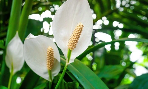 Peace Lily