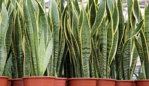 Snake Plant