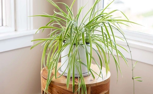 Spider Plant