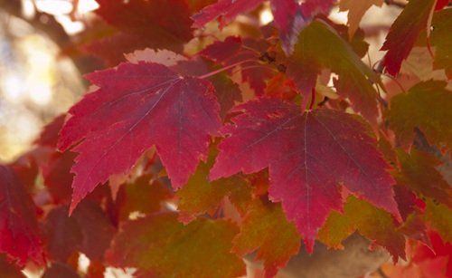 Autumn Spire Maple Tree: Pros and Cons