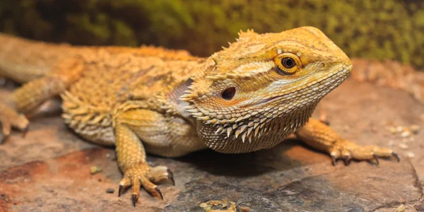 Bearded Dragons