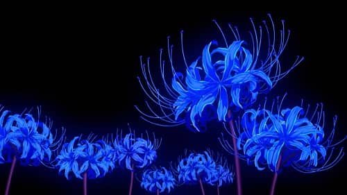 Is the Blue Spider Lily Real?